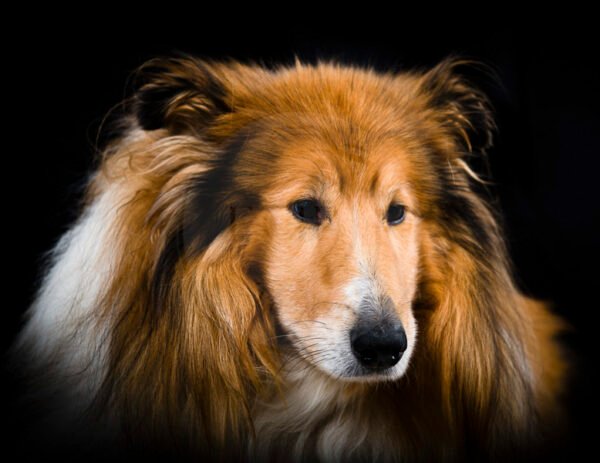 Photographie de chien sur Altkirch