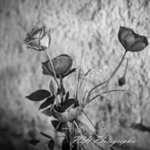 Rose rose le noir te va si bien