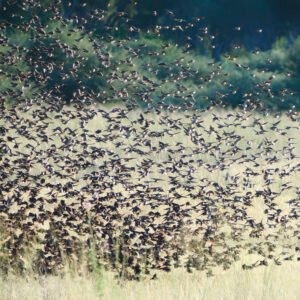 Petits travailleurs dans le Delta de l’Okavango.