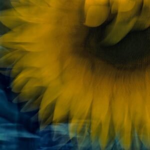 Tournesol