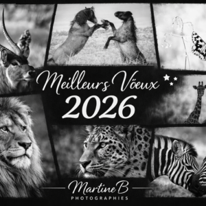 Bonne année 2026