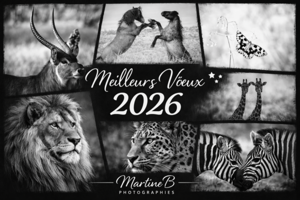 Bonne année 2026